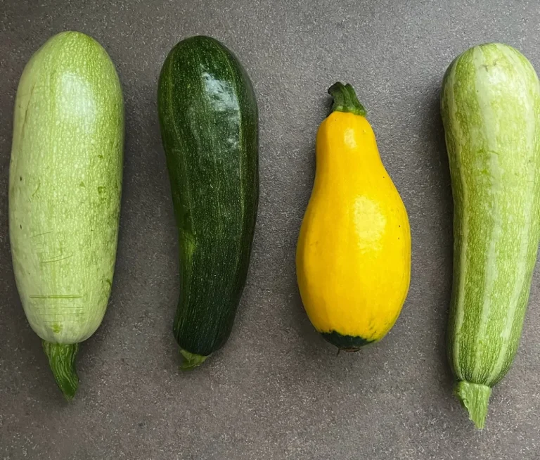Verschiedene Zucchini für Zucchini-Haselnuss-Salat Vier Zucchini in unterschiedlichen Grüntönen und Gelb liegen nebeneinander auf einer Arbeitsfläche.